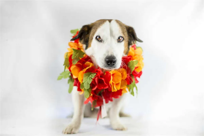 Ojos rojos en perros: causas y cuándo acudir al veterinario